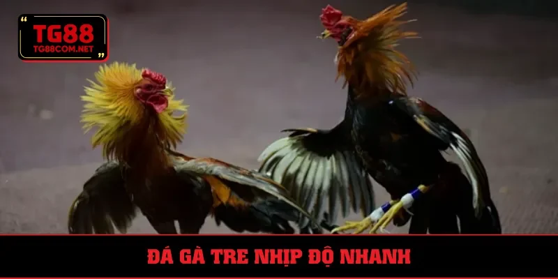 Các cuộc chiến diễn ra nhanh gọn