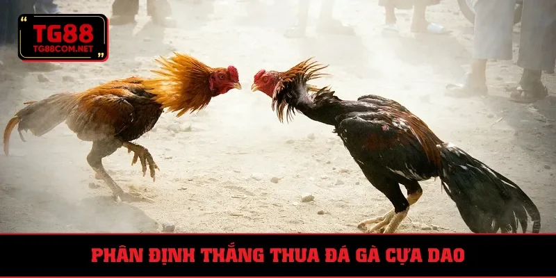 Cách phân định thắng thua trong trận chọi gà tại nền tảng