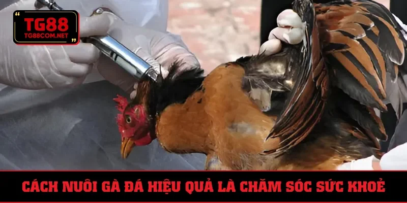 Chú ý trong việc chăm sóc sức khỏe trong cách nuôi gà đá
