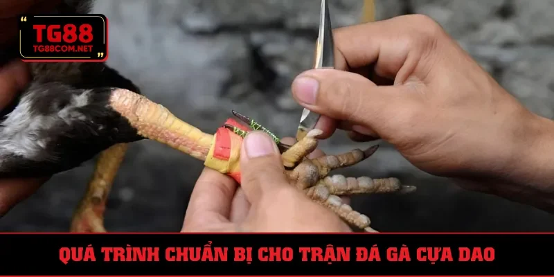 Giai đoạn chuẩn bị cho trận đá gà cựa dao